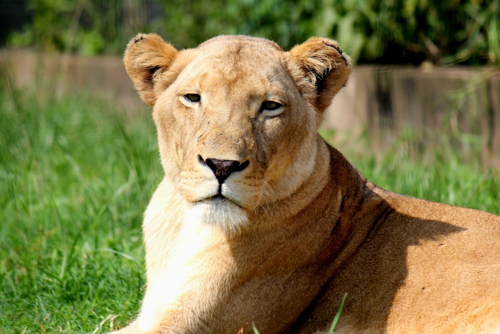 a close up of a lion laying in the grass