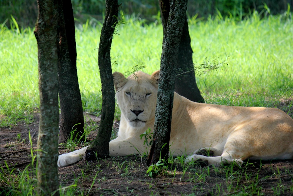 a white lion laying in the shade of some trees