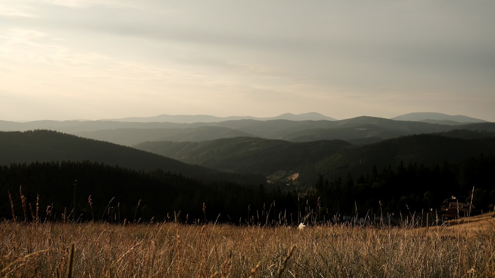 a grassy field with mountains in the background