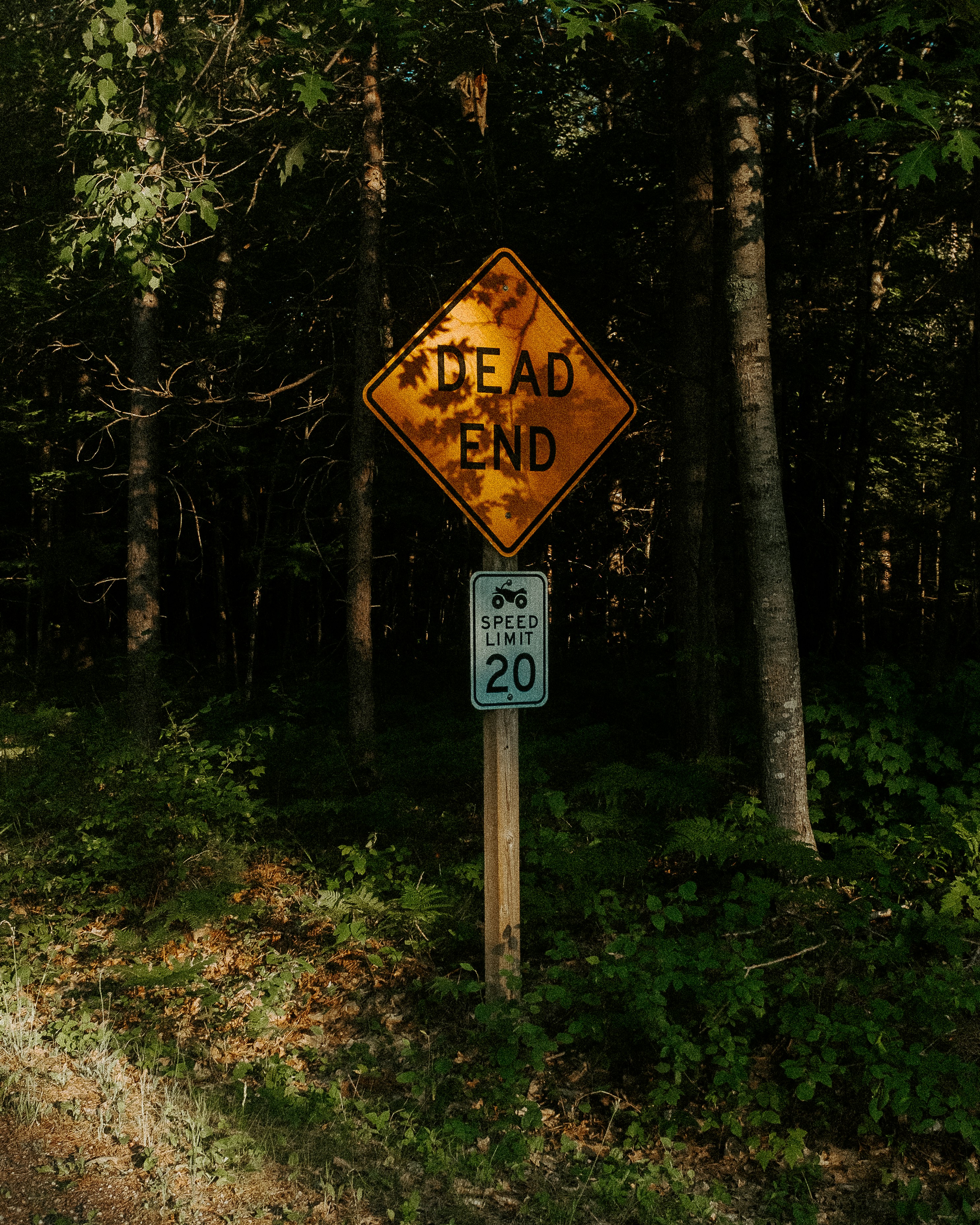 a dead end sign in the middle of a forest