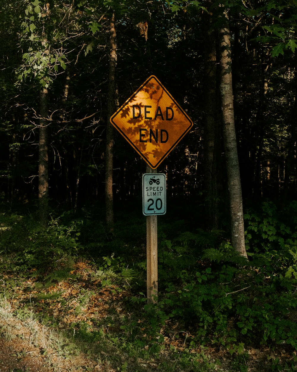 a dead end sign in the middle of a forest