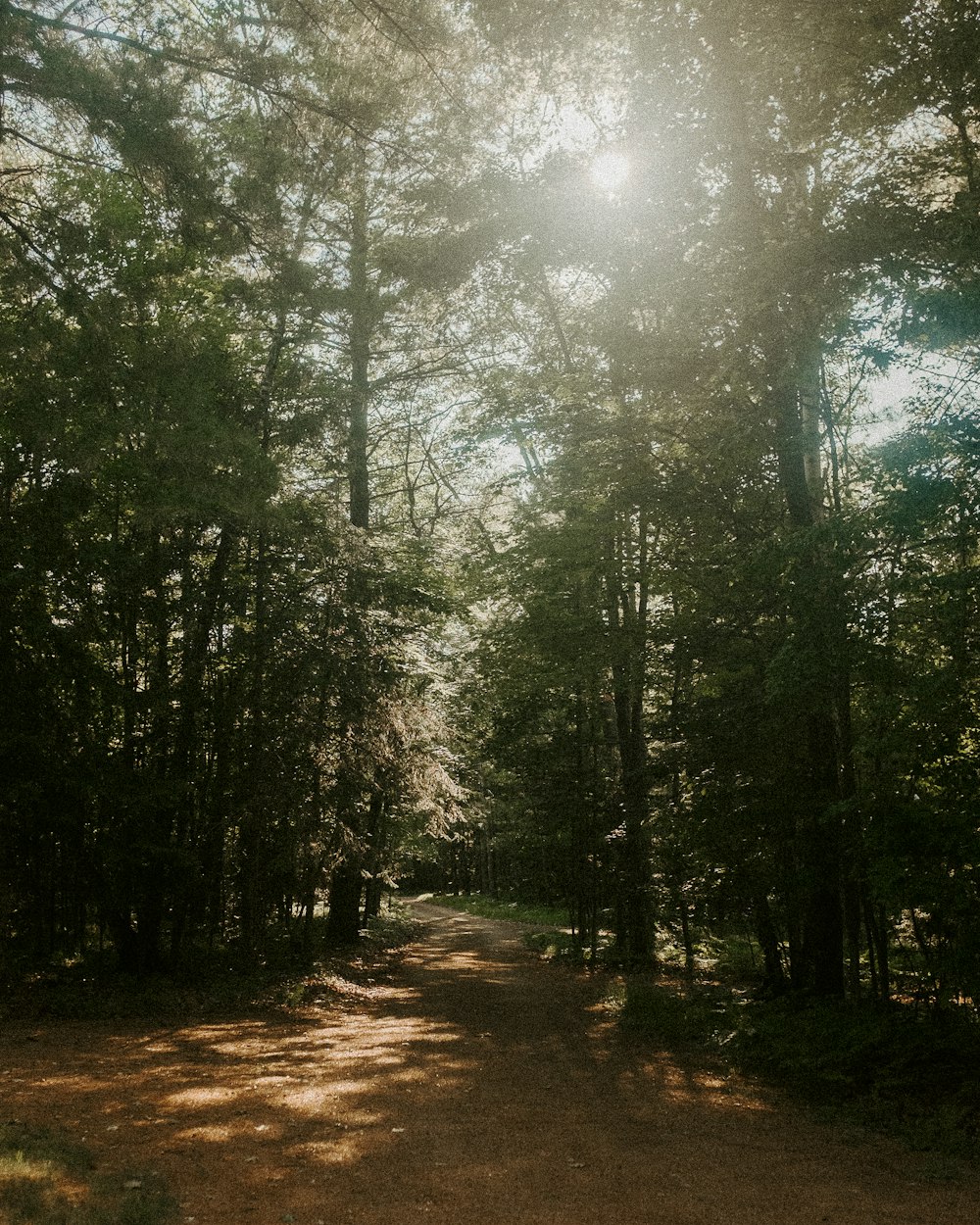 a dirt road in the middle of a forest