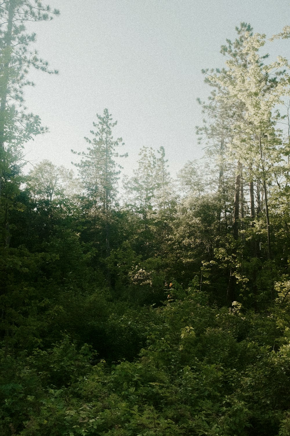 a forest filled with lots of tall trees