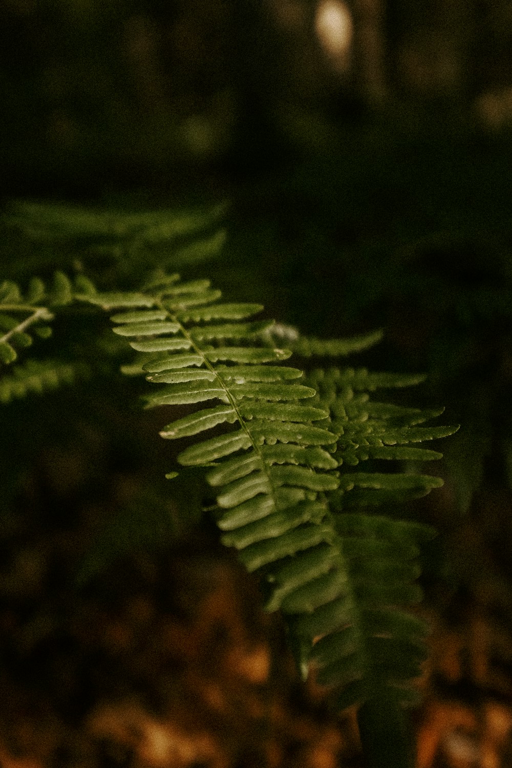 a close up of a green fern leaf