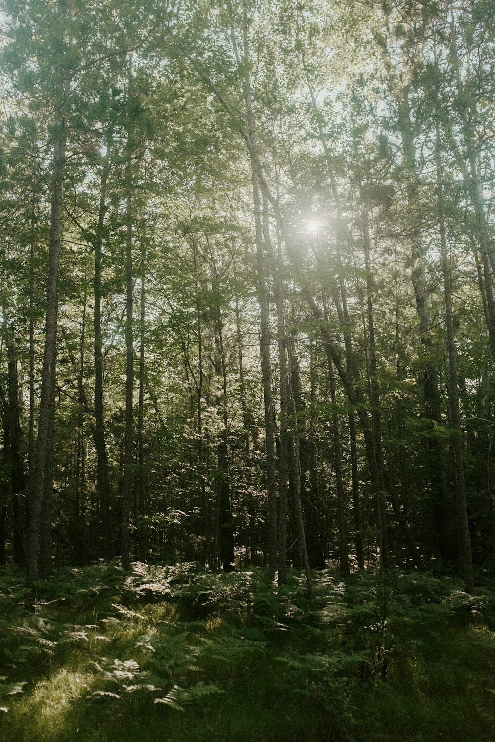 the sun shines through the trees in the forest