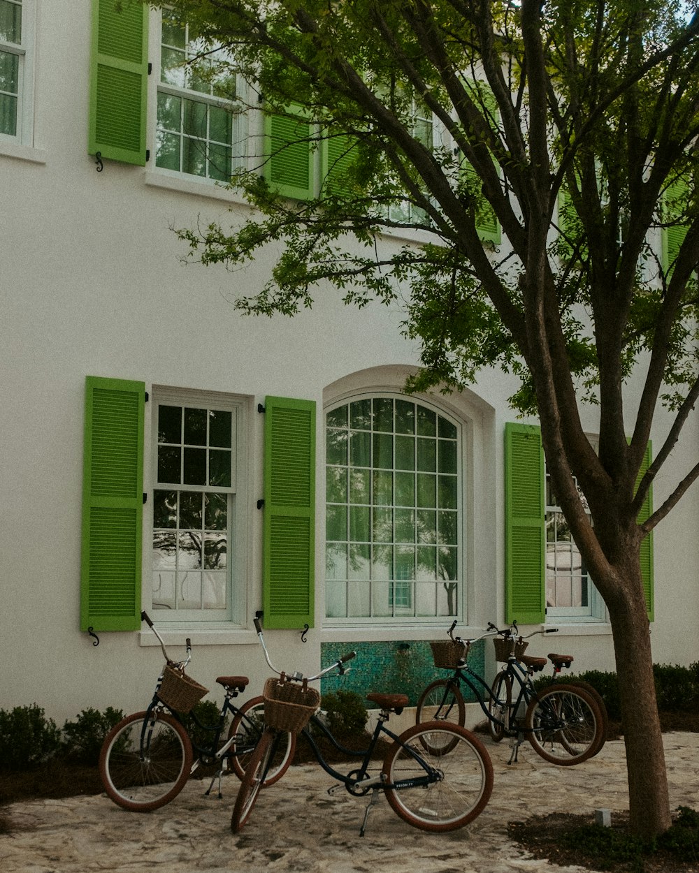 a couple of bikes parked next to a tree