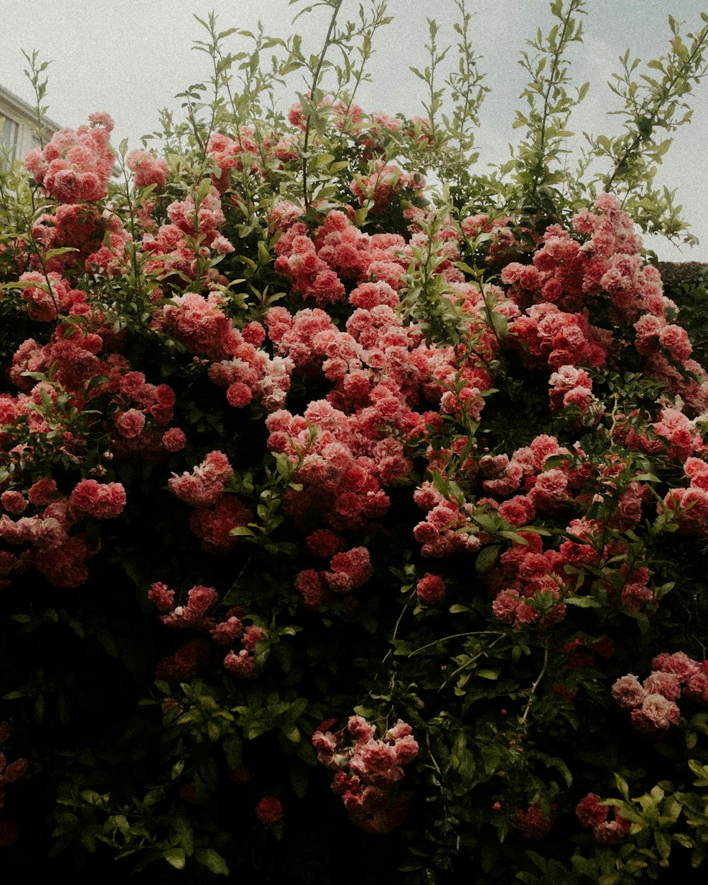 a bush of pink flowers in front of a building