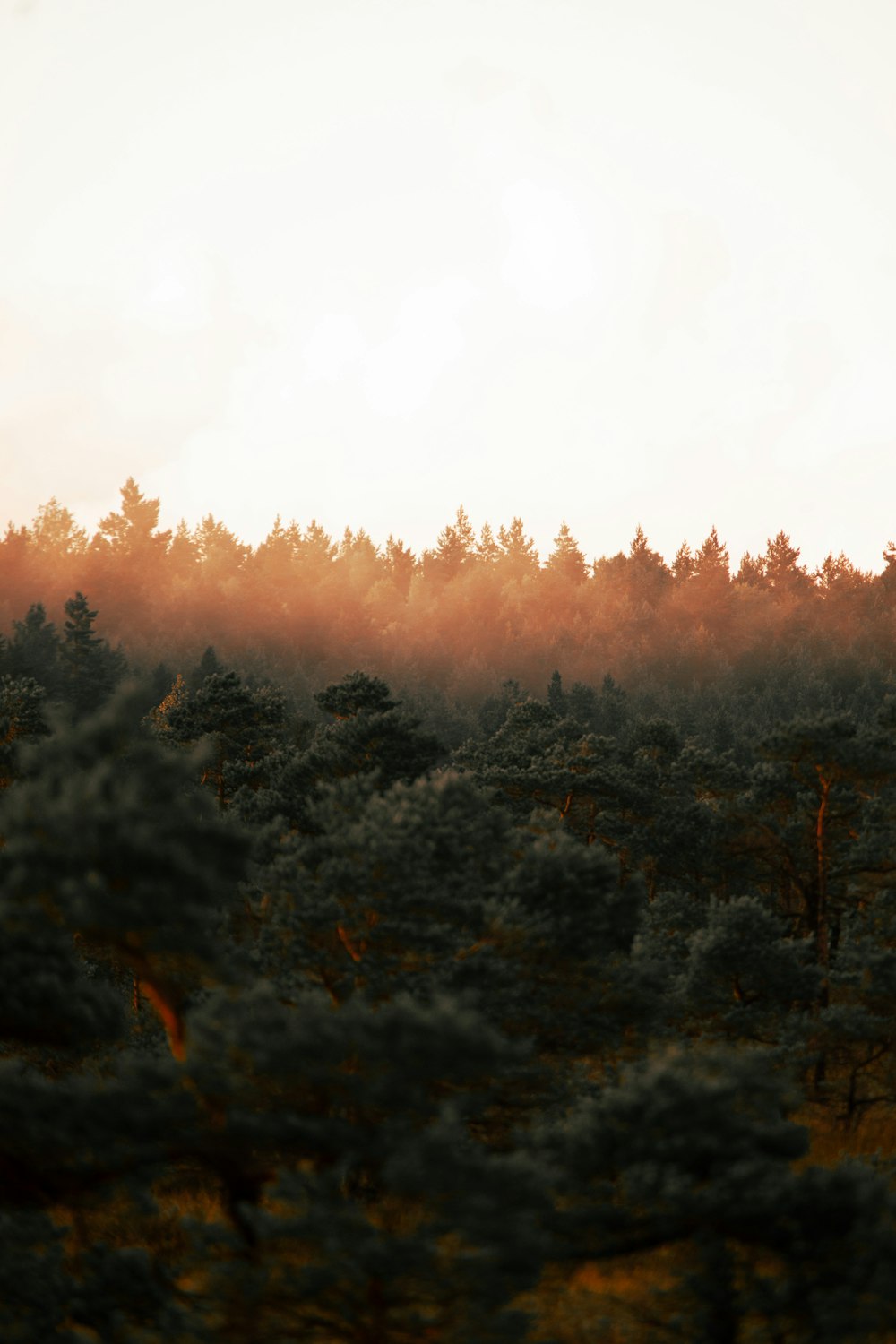 Ein Wald voller Bäume unter einem bewölkten Himmel