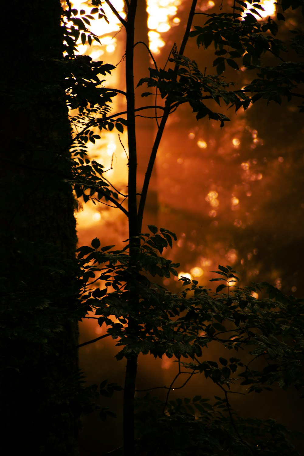 a fire blazing in the distance behind a tree