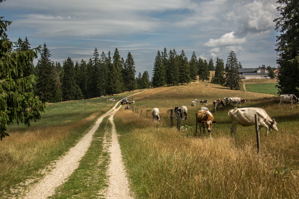 a herd of cattle grazing on a lush green hillside