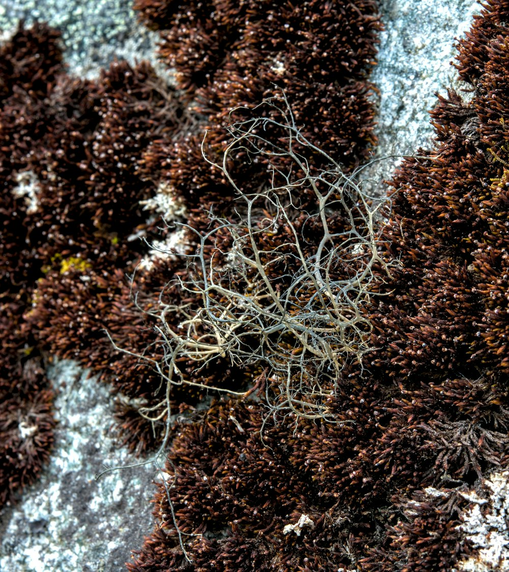 a close up of a bunch of seaweed on a rock