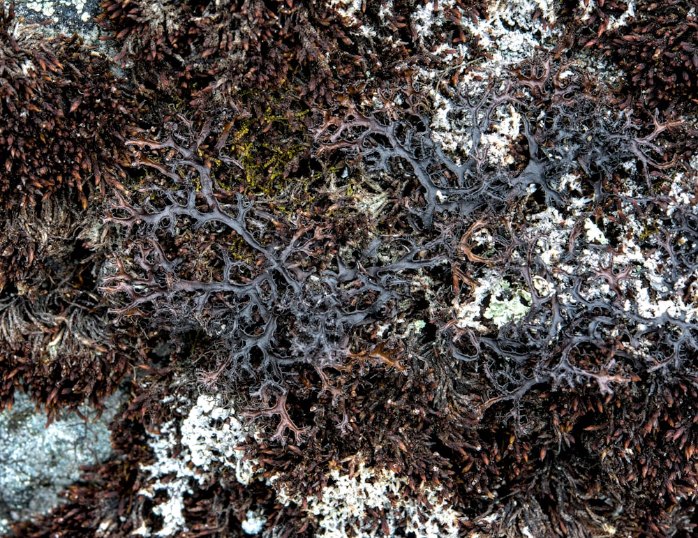 a close up of a rock with moss growing on it