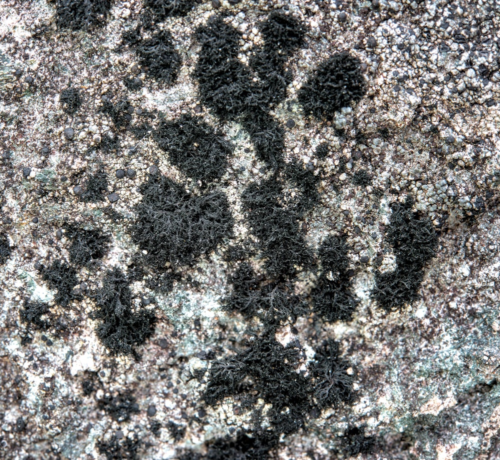 a close up of a rock with a black and white design on it