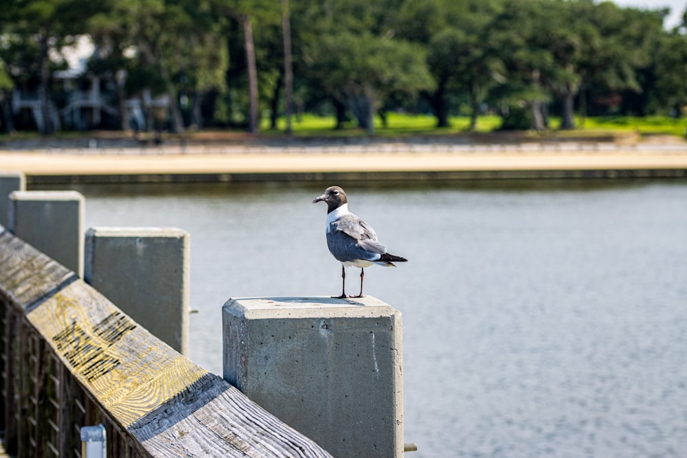 a seagull sitting on a concrete post near a body of water