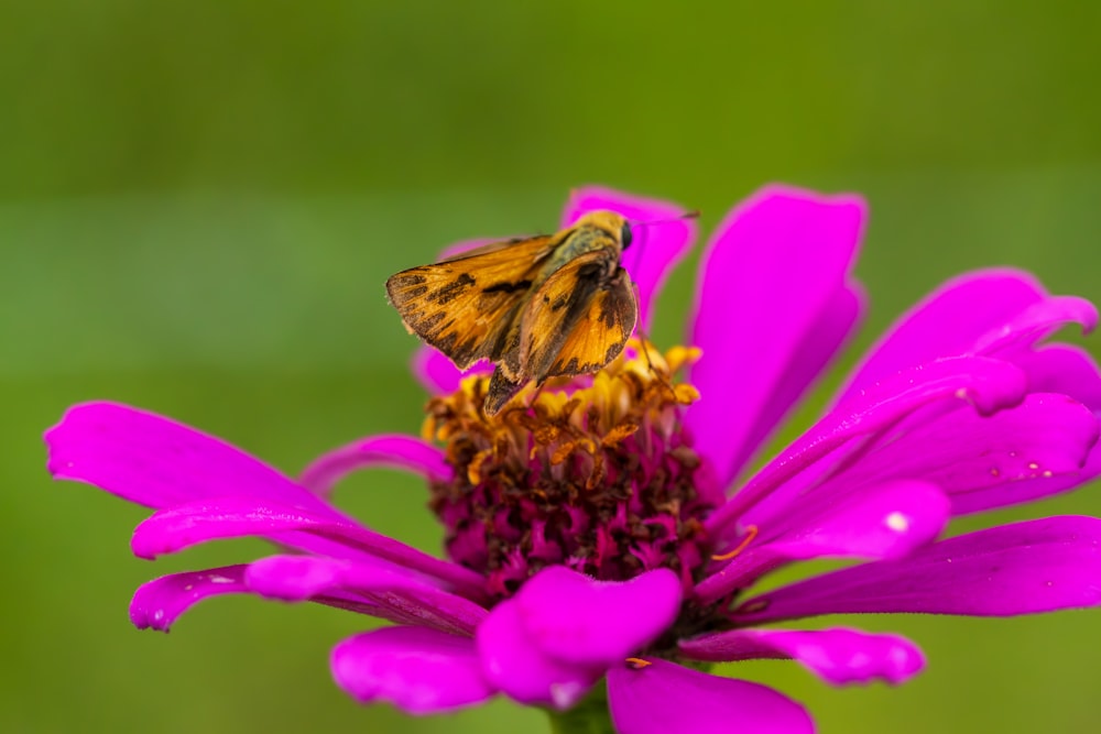 a close up of a flower with a bug on it