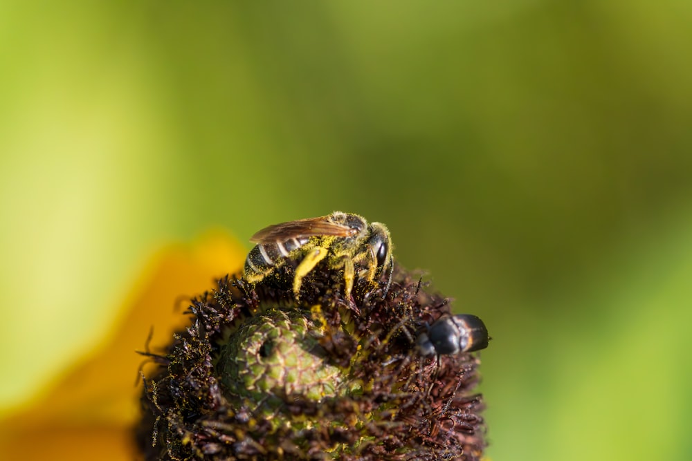 a close up of a bee on a flower