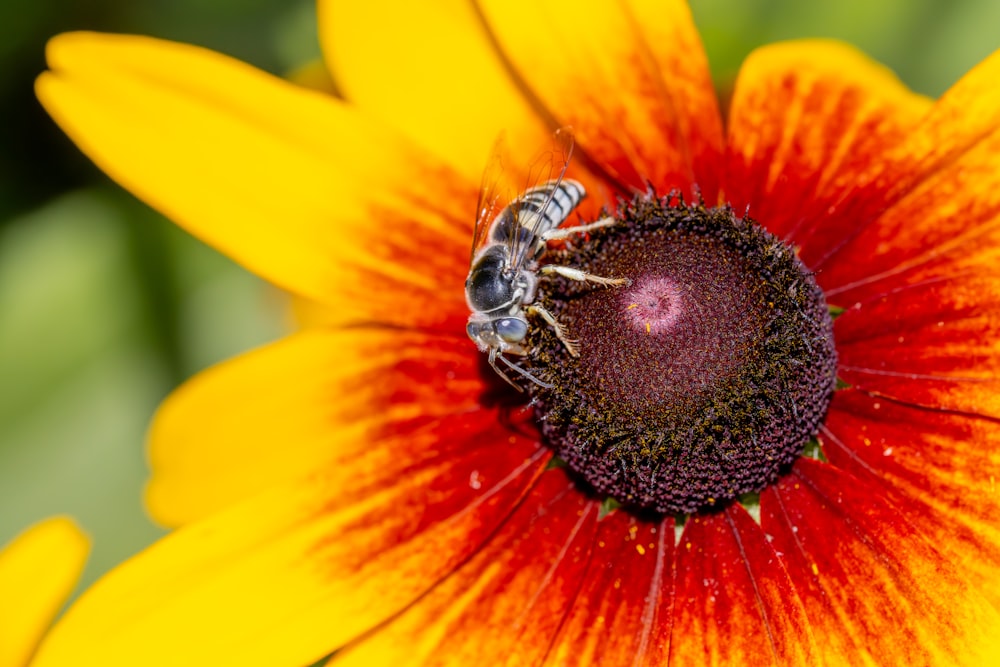 a close up of a bee on a flower