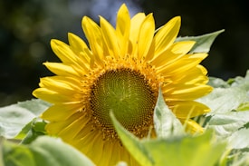 A vibrant sunflower with bright yellow petals and a textured center stands prominent against a backdrop of lush green leaves. The image captures the intricate details of the sunflower's seeds and petals under sunlight, creating a lively and fresh atmosphere.