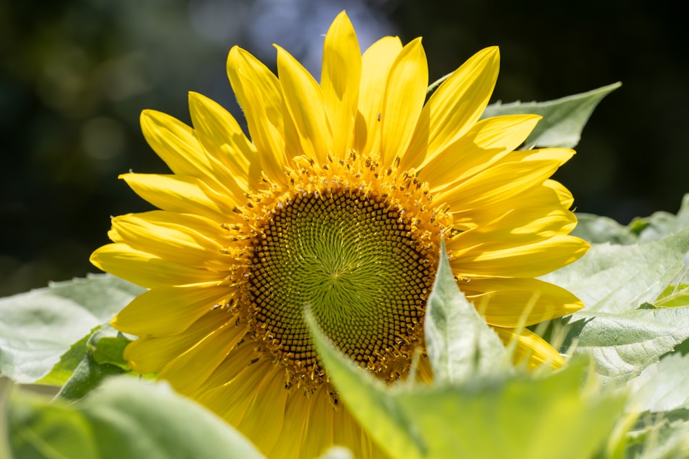 a large sunflower with a green center surrounded by leaves