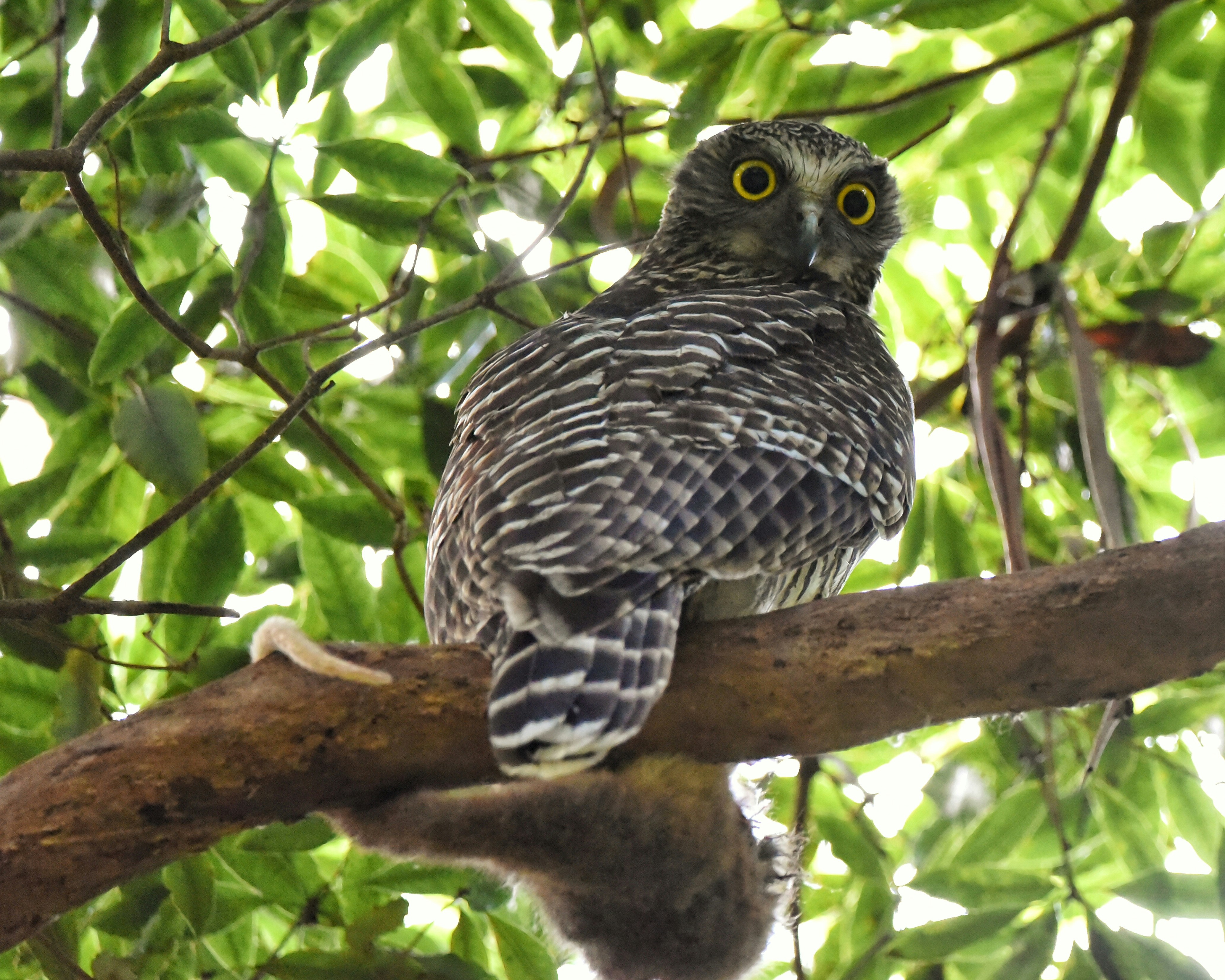 an owl is perched on a tree branch, Powerful owl with lunch. Interesting how the possum has its lifeless tail draped around the tree branch.