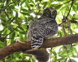 An owl perched on a tree branch surrounded by lush green leaves. The owl has bright yellow eyes and intricately patterned feathers, with a grey and black color scheme. Sunlight filters through the foliage, creating a dappled effect on the scene.