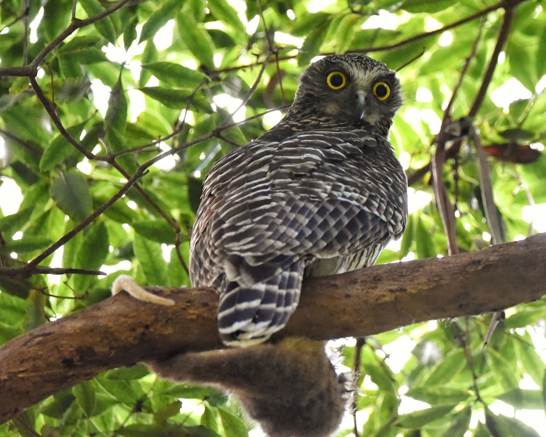 an owl is perched on a tree branch, Powerful owl with lunch. Interesting how the possum has its lifeless tail draped aro
