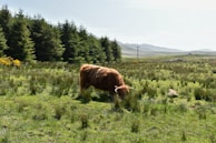 A shaggy brown Highland cow grazes peacefully in a lush, green meadow surrounded by tall grass. The landscape is expansive, with rolling hills and a forested area of pine trees in the distance. The bright sky and distant mountains add depth to the serene natural setting.