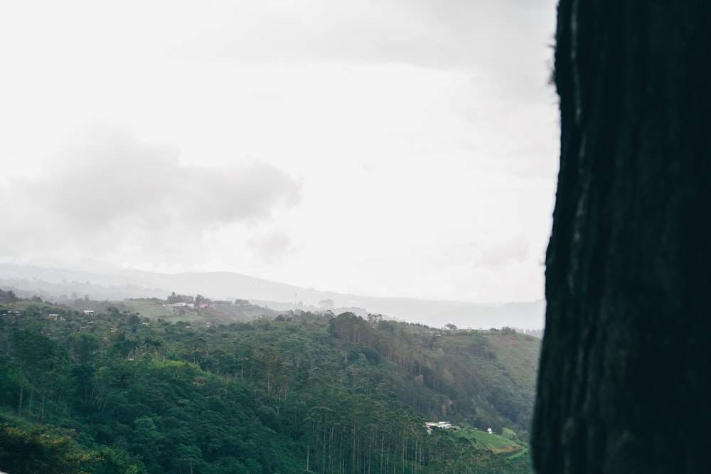 a lush green hillside covered in trees and clouds