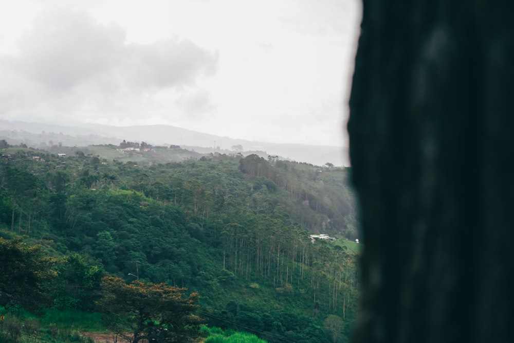 a lush green hillside covered in lots of trees