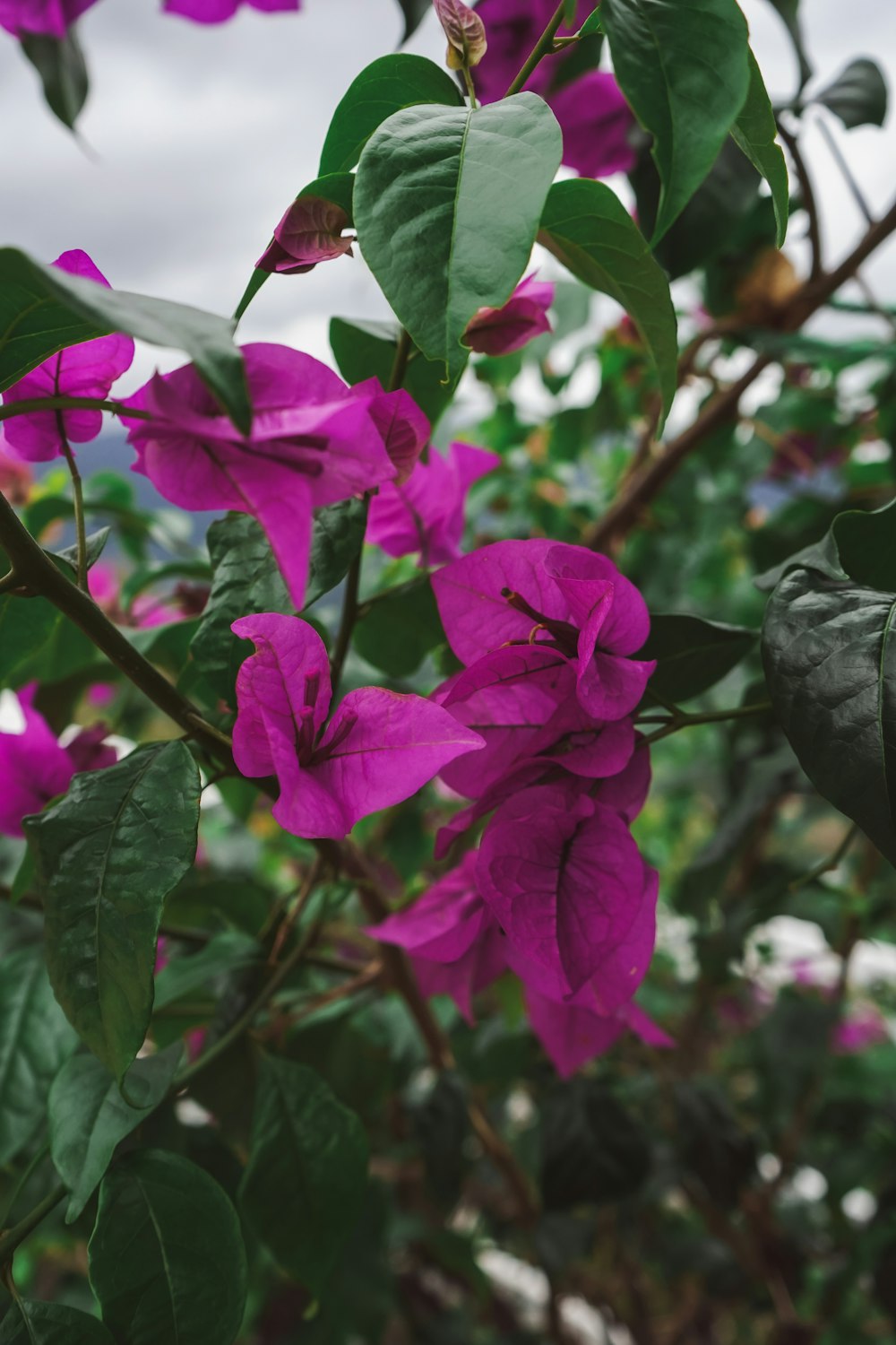 purple flowers are blooming on a tree