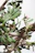 Branches of a cactus plant with green, flat, paddle-shaped pads and small red flowers or buds growing on them. The plant has a textured, woody trunk, indicative of its age, casting an intricate pattern against a bright, overcast sky, highlighting the vegetation.