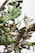 Branches of a cactus plant with green, flat, paddle-shaped pads and small red flowers or buds growing on them. The plant has a textured, woody trunk, indicative of its age, casting an intricate pattern against a bright, overcast sky, highlighting the vegetation.