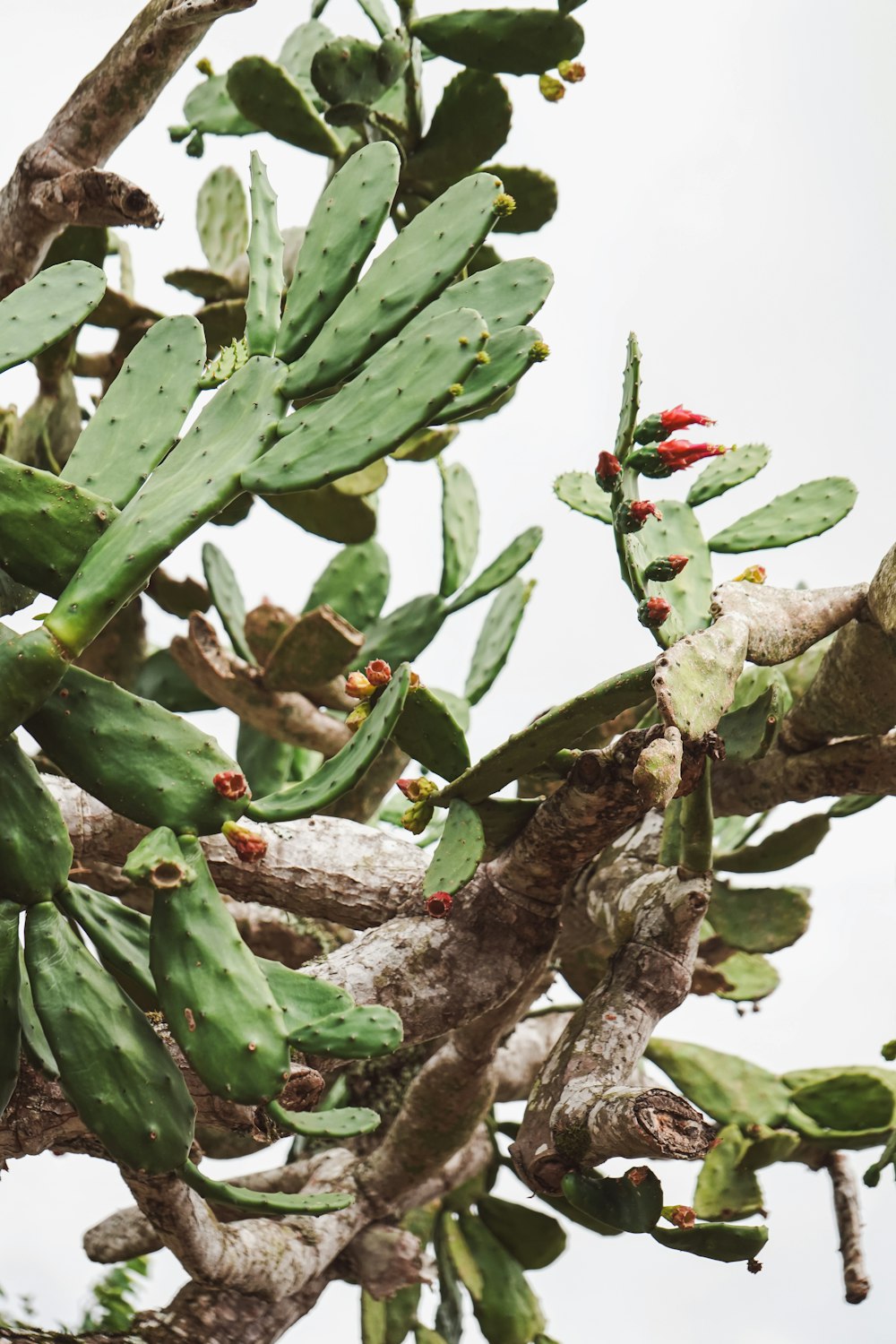 a cactus tree with lots of green leaves
