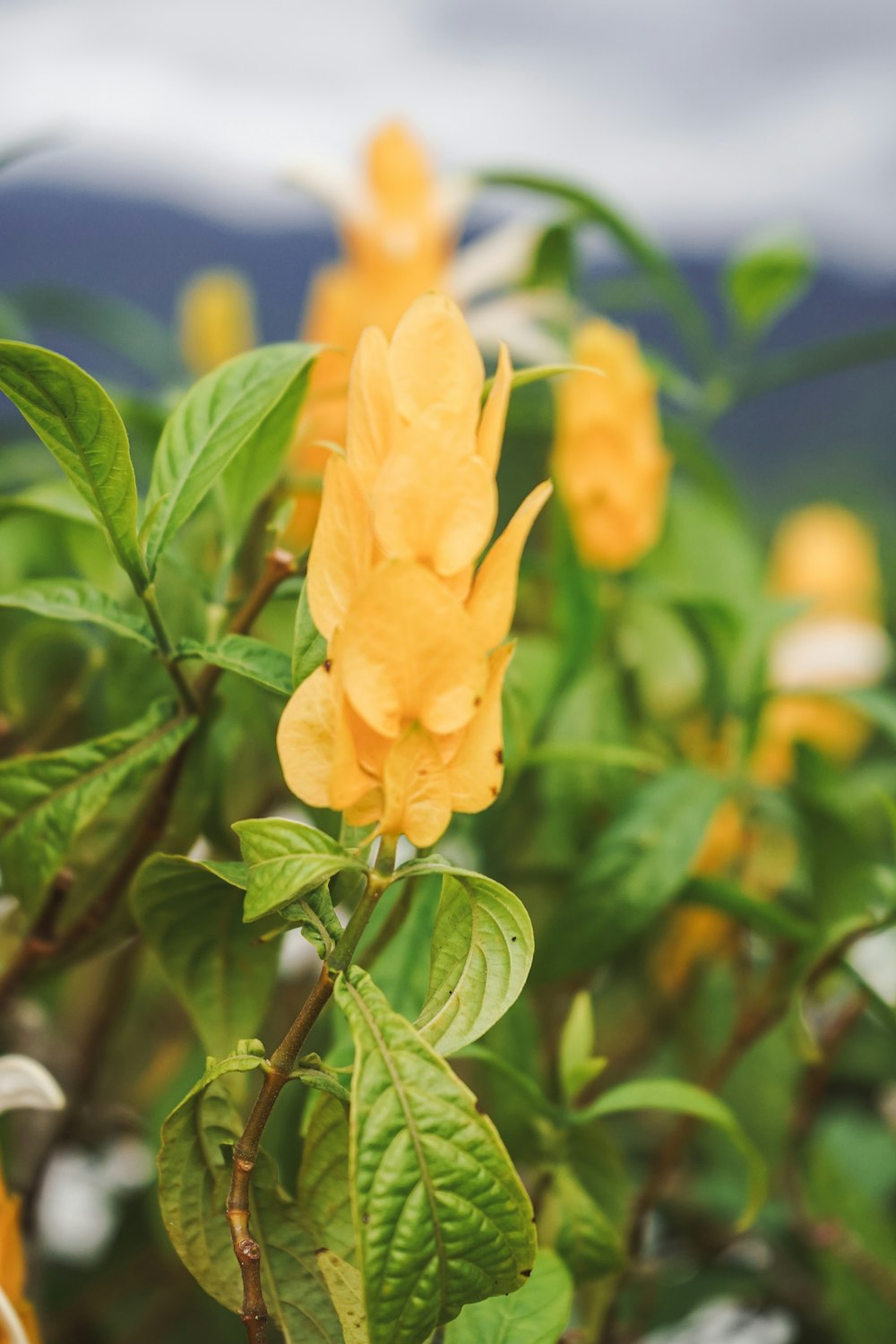 a close up of a plant with yellow flowers