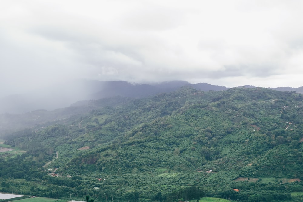 a lush green hillside covered in lots of trees