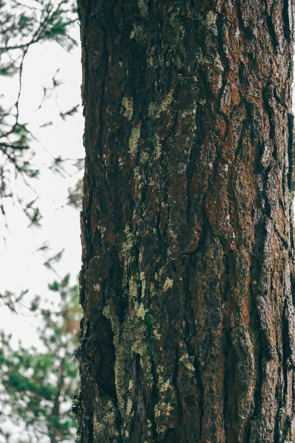 a close up of the bark of a tree