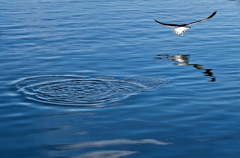 a bird flying over a body of water