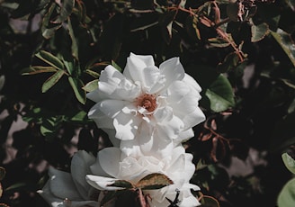 a bunch of white flowers in a bush