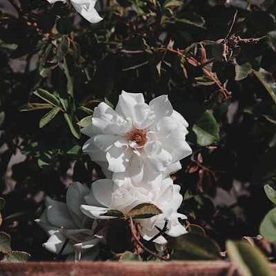 a bunch of white flowers in a bush