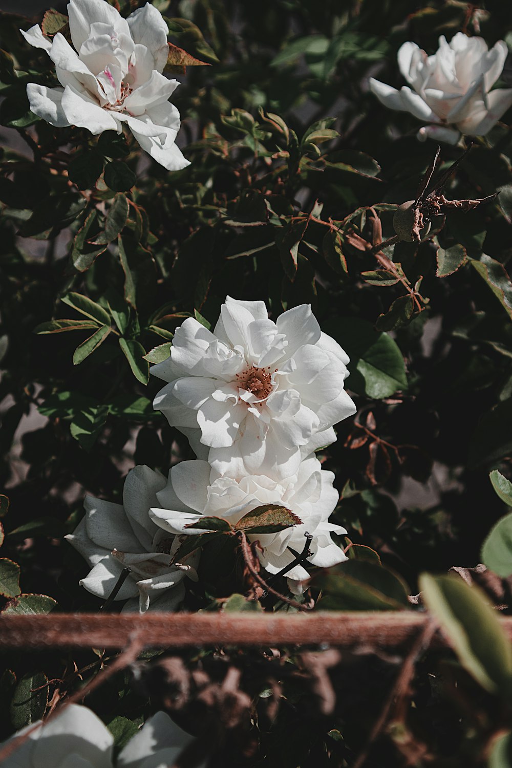 a bunch of white flowers in a bush