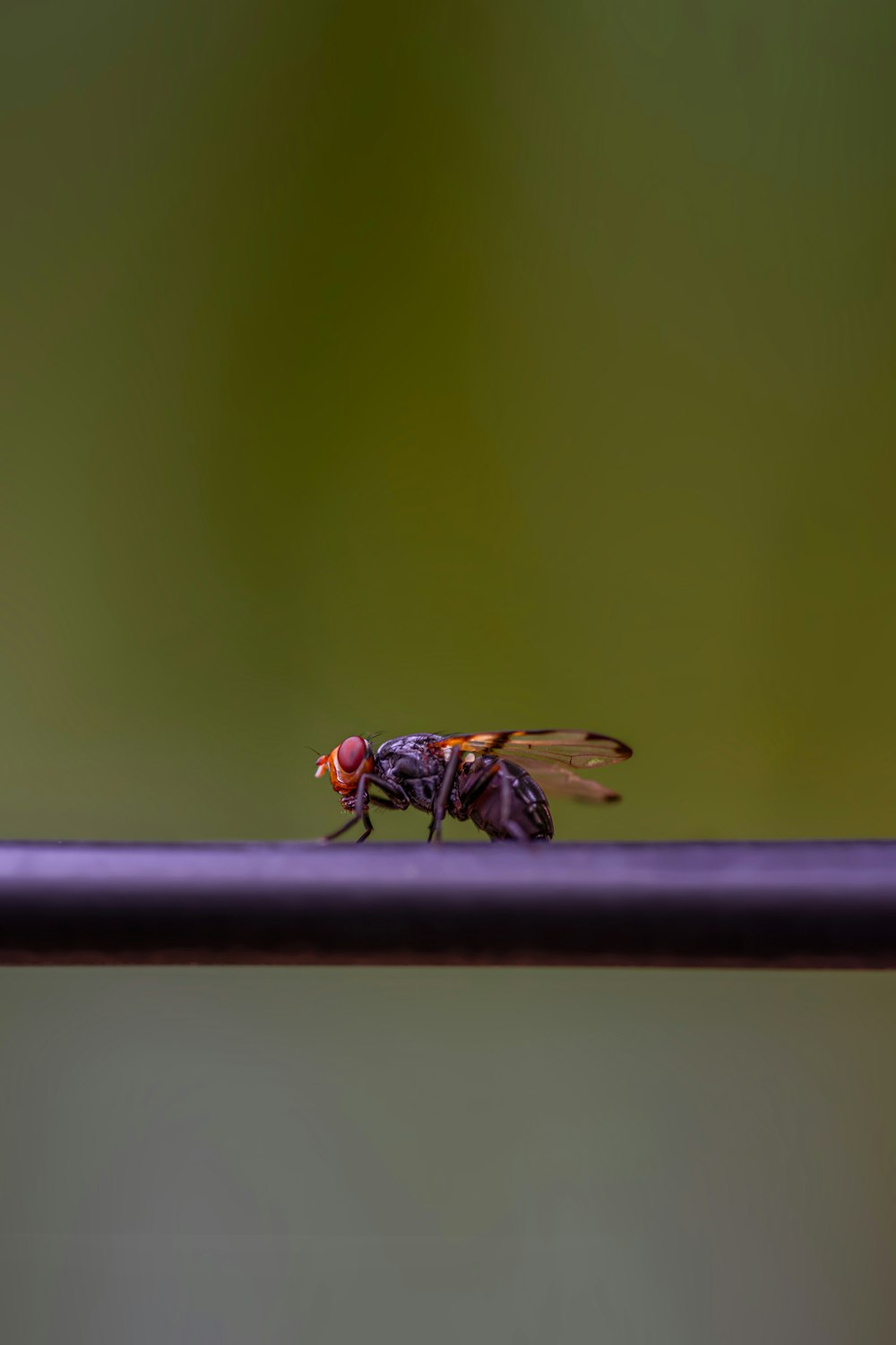 a fly sitting on top of a purple pole