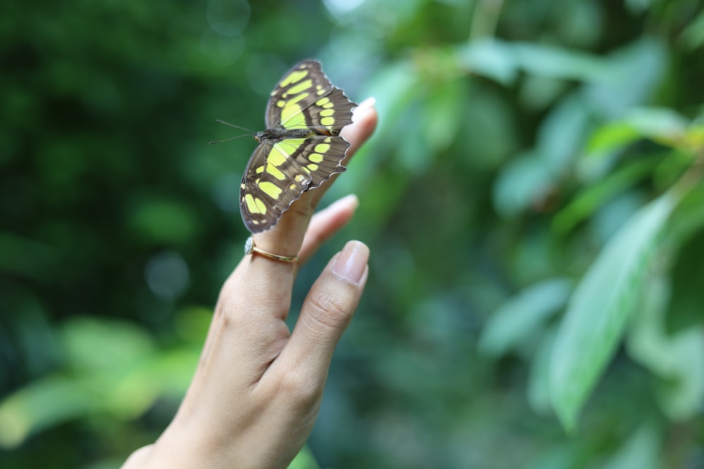 eine Person, die einen Schmetterling in der Hand hält