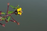 a yellow flower with a bee on it