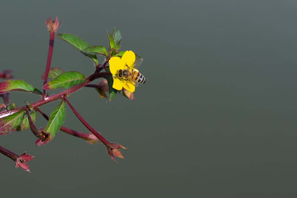 a yellow flower with a bee on it