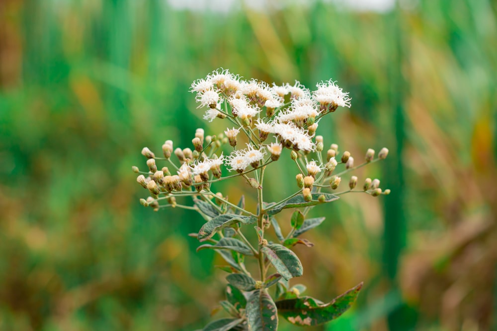 a close up of a plant with white flowers