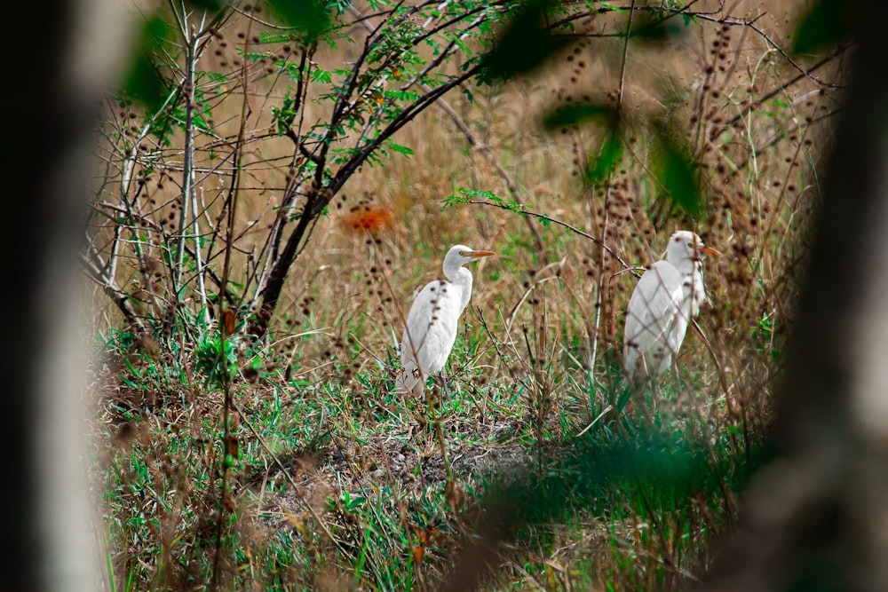 two white birds are standing in the tall grass