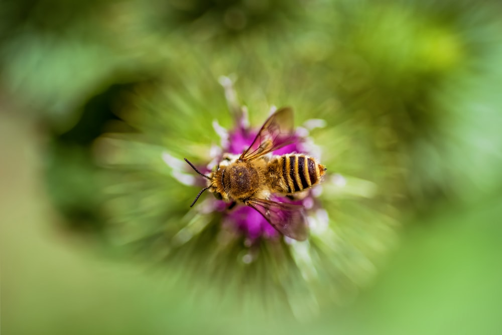 a close up of a bee on a flower