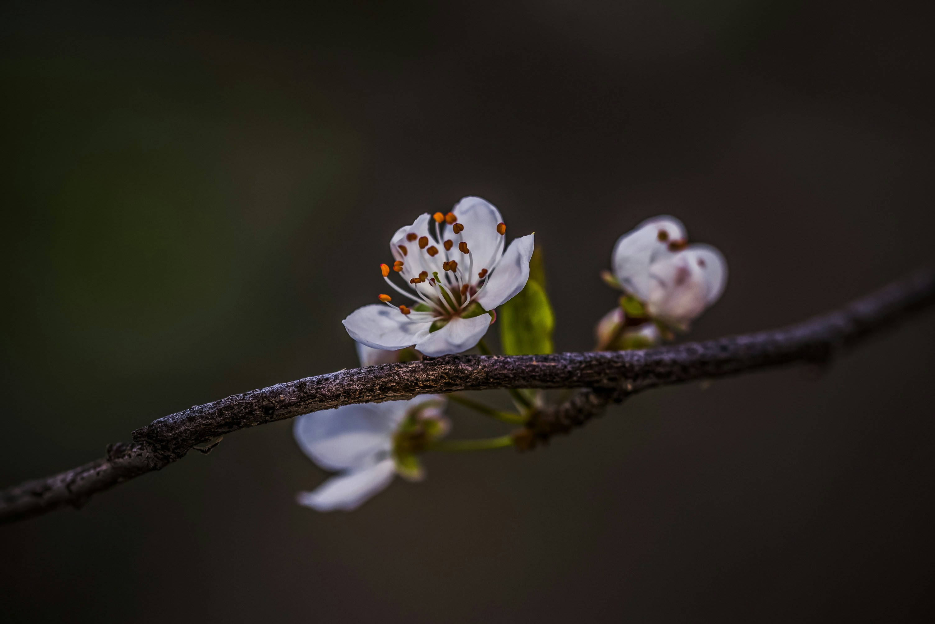 Un primer plano de una flor en la rama de un árbol