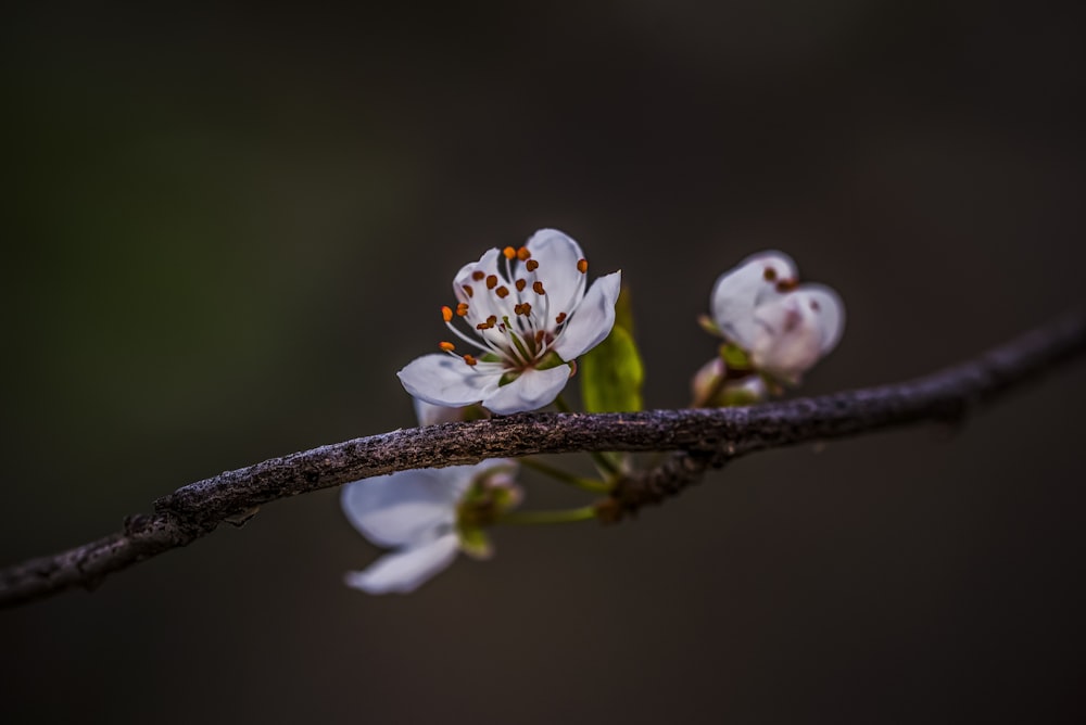 a close up of a flower on a tree branch