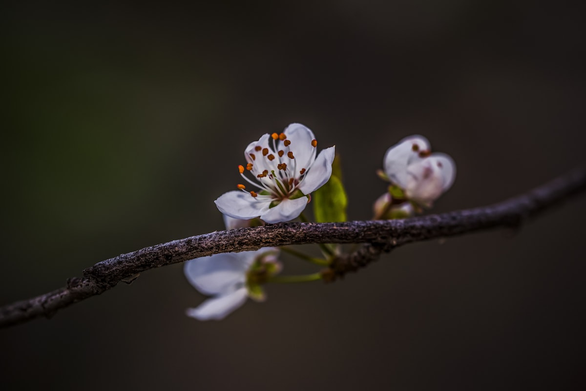 Delicate apple blossom petals and stamens in soft macro detail